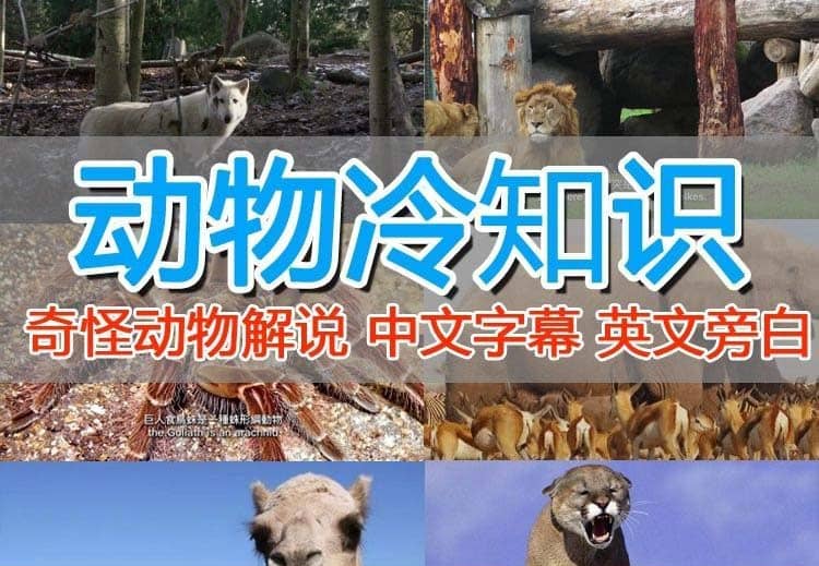 外面卖1699的国外纪录片解说（动物解说、美食、动画片）稳过中视频-巴叔叔资源网